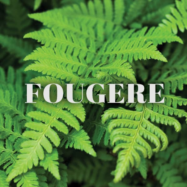 fougere